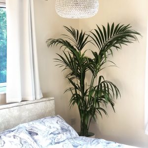 Palm