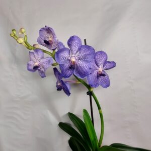Vanda
