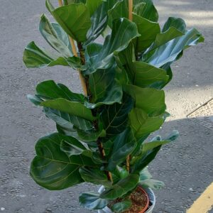 Fiddle Leaf Fig Tree