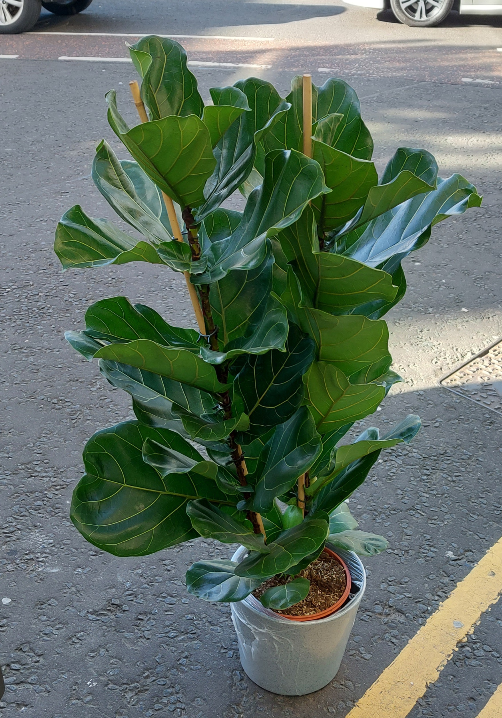 Fiddle Leaf Fig Tree