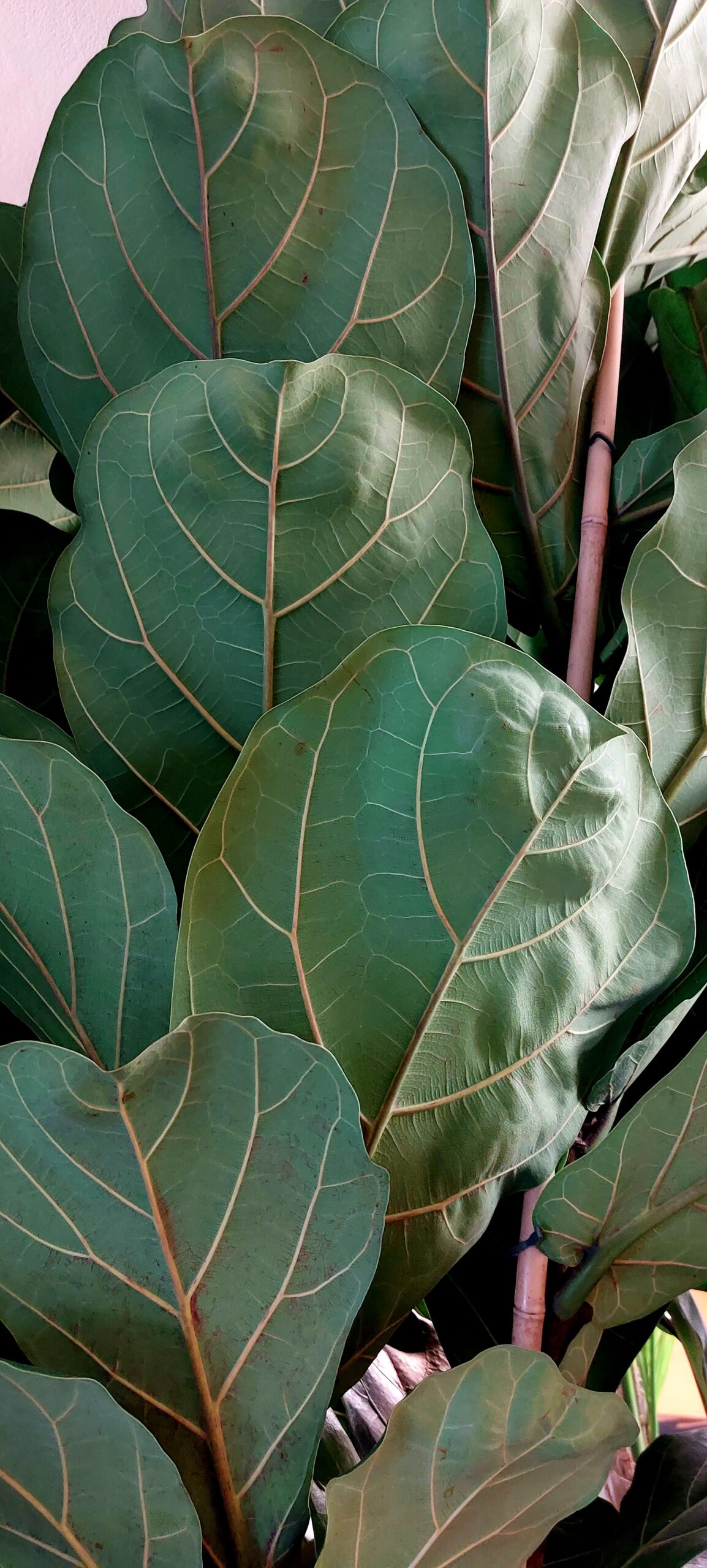 Fiddle Leaf Fig Tree - Image 2