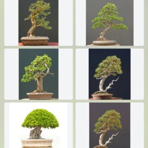 bonsai tree