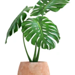 Monstera / cheese plant