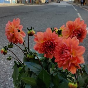 dahlia garden plant