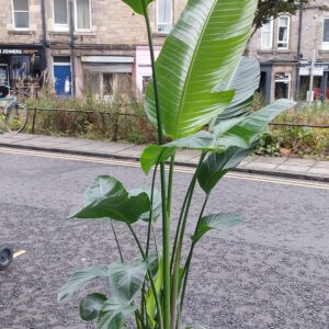 strelitzia nicolai - bird of paradise plant